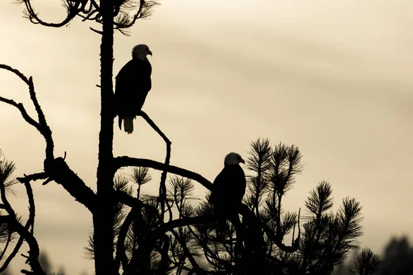 Duas Águias Carecas Uma Árvore Silhueta Sol Manhã Norte Idaho — Fotografia de Stock