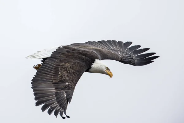 A bald eagle soaring in the sky with wide open wings in north Idaho.