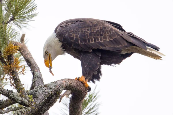 Bald Eagle Perched Branch Eating Fish Just Caught North Idaho — Stock Photo, Image