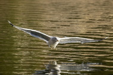 Kuzey Idaho 'daki Coeur d' Alene Gölü 'nün hemen üstünde bir martı alçaktan uçuyor..
