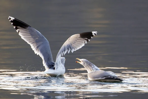 Duas Gaivotas Lutando Por Peixe Lago Coeur Alene Idaho — Fotografia de Stock