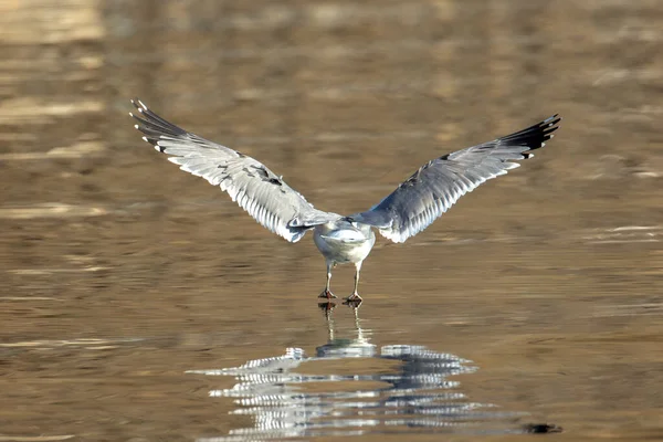 Seagull Flies Away Camera Lake Coeur Alene Idaho — Stock Photo, Image