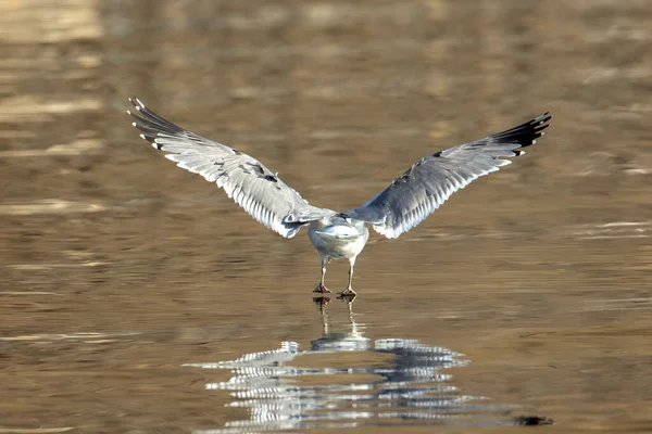 Een Meeuw Vliegt Weg Van Camera Boven Het Meer Coeur — Stockfoto