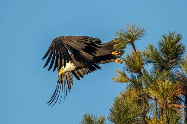 Bald Eagle Flies Tree Top Clear Day North Idaho — Stock Photo, Image