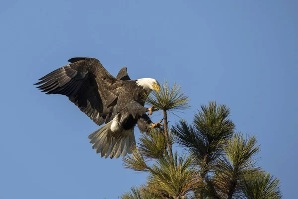 Bald Eagle Comes Landing Tree Top North Idaho — Stock Photo, Image