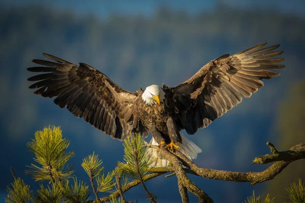 Majestic Bald Eagle Coming Landing Branch Wings Spread North Idaho — Stock Photo, Image