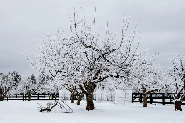 Frosttäckta Träd Snötäckt Fruktträdgård Belägen Nära Spokane Washington — Stockfoto