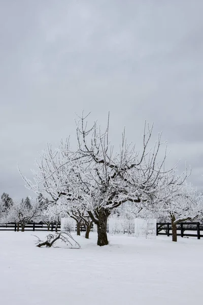 Frost Covered Trees Snow Covered Orchard Located Spokane Washington — Stock Photo, Image
