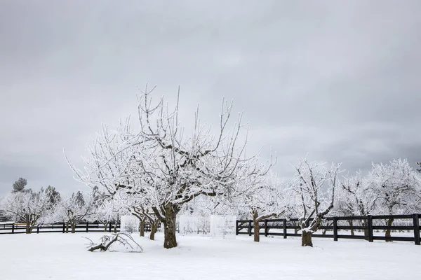 Árboles Cubiertos Escarcha Huerto Cubierto Nieve Ubicado Cerca Spokane Washington — Foto de Stock