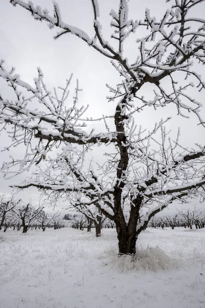 Frost Árvores Cobertas Pomar Coberto Neve Localizado Perto Spokane Washington — Fotografia de Stock