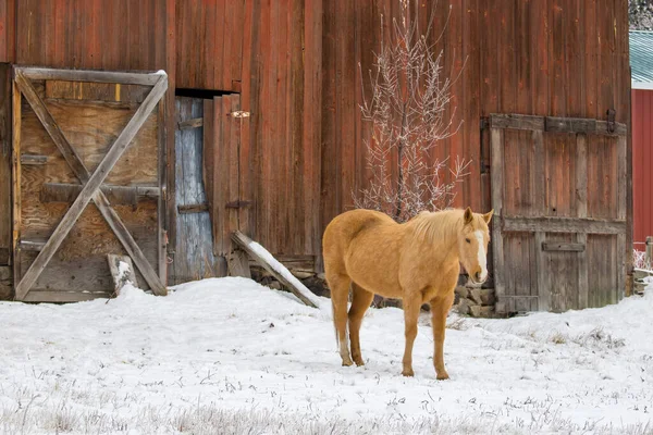 Kůň Stojí Červené Stodoly Zasněžené Pastvině Poblíž Spokane Washingtonu — Stock fotografie