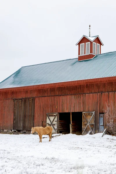 Caballo Está Junto Granero Rojo Pastizal Nevado Cerca Spokane Washington — Foto de Stock