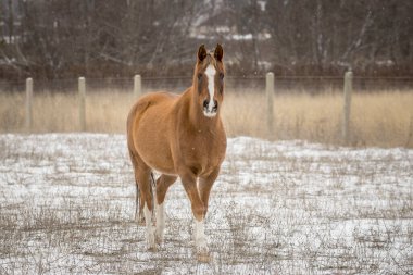 Kestane rengi güzel bir at Kuzey Idaho 'da karlı bir tarlada yürüyor..