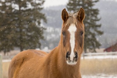 Kuzey Idaho 'da hafif karda duran kestane rengi güzel bir atın yakın çekimi..