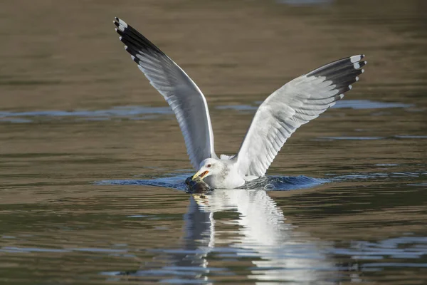 Bir martı Coeur d 'Alene, Idaho' daki sakin gölde bir balıkla beslenir..