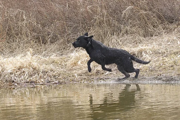 Een Zwarte Labrador Retriever Springt Het Water Hauser Lake Idaho — Stockfoto