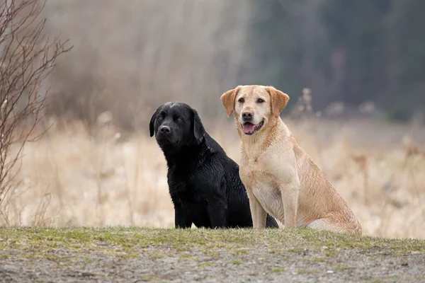 Siyah bir laboratuvar ve Golden Retriever, Hauser, Idaho 'da bir parkta birlikte oturuyorlar.. 