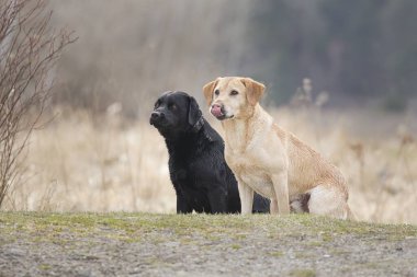 Siyah bir laboratuvar ve Golden Retriever, Hauser, Idaho 'da bir parkta birlikte oturuyorlar.. 