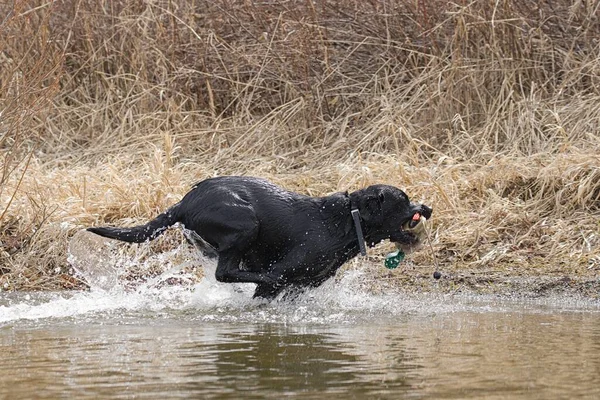 Een Zwarte Labrador Retriever Haalt Een Eendenkooi Hauser Lake Idaho — Stockfoto