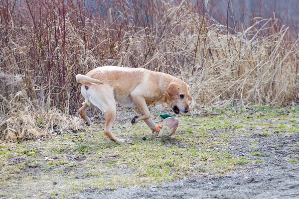 Een Golden Retriever Brengt Een Eendenkooi Terug Uit Het Water — Stockfoto