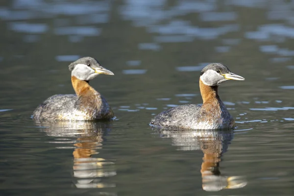 Red Necked Grebe Couple Swimming Together Fernan Lake North Idaho — Stock Photo, Image