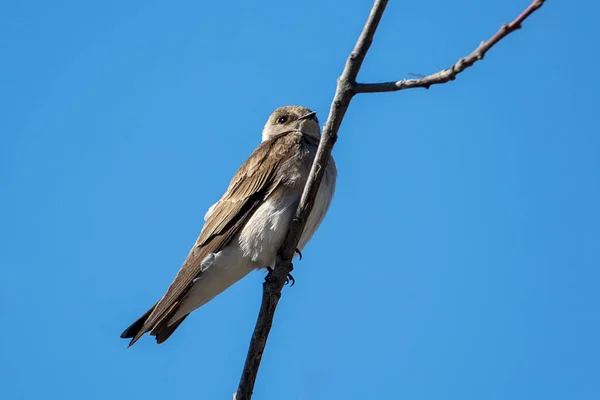 Tree Swallow Perched Small Branch North Idaho — Stock Photo, Image