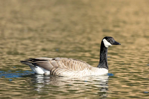 Kanadensisk Goos Simmar Fernan Lake Nära Coeur Alene Idaho — Stockfoto