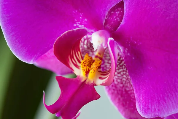 Uma Foto Close Uma Orquídea Vívida Estúdio — Fotografia de Stock