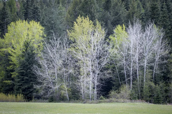 Ein Foto Von Verschiedenen Baumarten Einem Frühlingstag Der Nähe Des — Stockfoto
