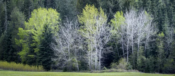 Panoráma Fotó Különböző Típusú Fák Egy Tavaszi Napon Közelében Newman — Stock Fotó