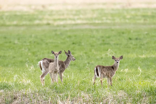 Branco Cervi Trova Campo Erboso Vicino Lago Newman Washington — Foto Stock