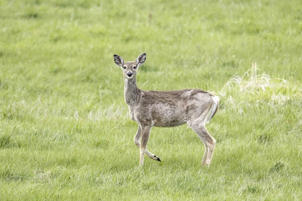 White Tail Deer Stands Grassy Field Newman Lake Washington — Stock Photo, Image