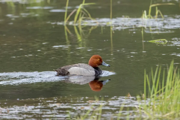 Redhead Duck Swims Pond Hauser Lake Idaho — Stock Photo, Image