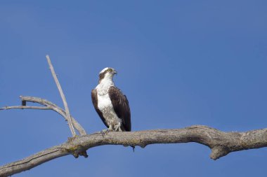 Çorak bir dala tünemiş bir balık, Coeur d 'Alene, Idaho' da balık yakalamak için bekliyor..
