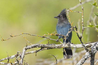 Steller 'ın Jay' i kuzey Idaho 'da bir dala tünemiş..