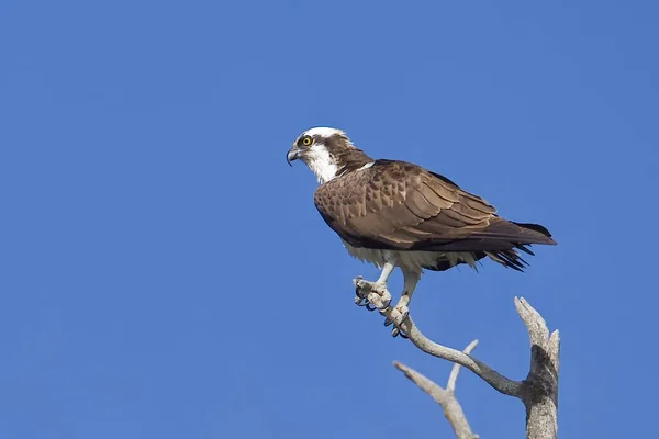 Een Visarend Zit Een Kale Tak Kijken Naar Vis Vangen — Stockfoto