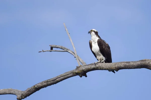 Águila Pescadora Está Posada Una Rama Estéril Observando Para Pescar — Foto de Stock