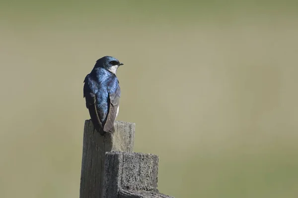 Cute Tree Swallow Perched Wood Post Coeur Alene Idaho — Stock Photo, Image