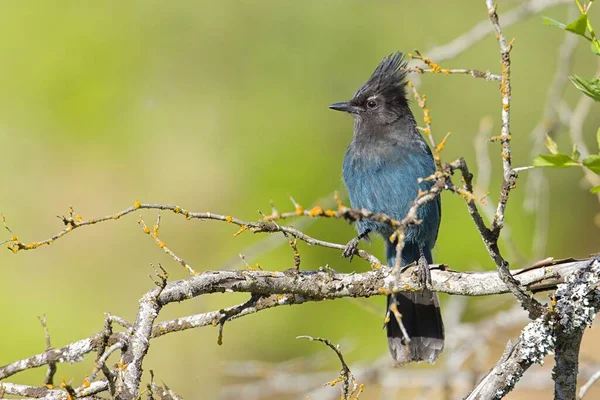 Een Steller Jay Zit Een Tak Het Noorden Van Idaho — Stockfoto