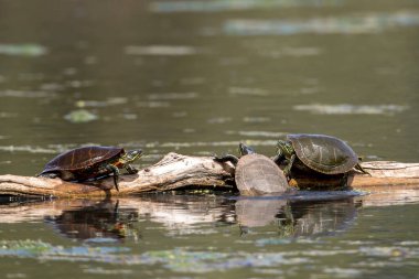 Several painted turtles are basking in the sun on a log at the National Elk and Bison Range in Montana.
