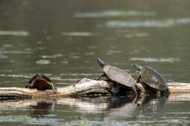 Several painted turtles are basking in the sun on a log at the National Elk and Bison Range in Montana.
