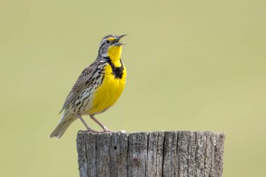 A weatern meadowlark is perched on a wooden post and singing at the National Elk and Bison Range in Western Montana. clipart