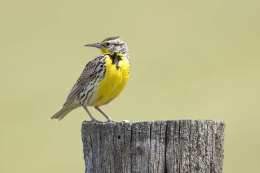 Western meadowlark looks back the other way at the National Elk and Bison Range in Western Montana.