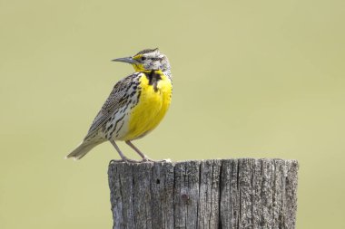 Western meadowlark looks back the other way at the National Elk and Bison Range in Western Montana. clipart