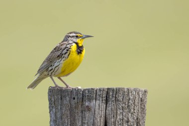 A sideview of a weatern meadowlark perched on a post at the National Elk and Bison Range in Western Montana.