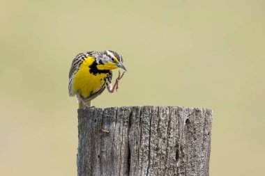 A western meadowlark scratches itself at the National Elk and Bison Range in Western Montana. clipart