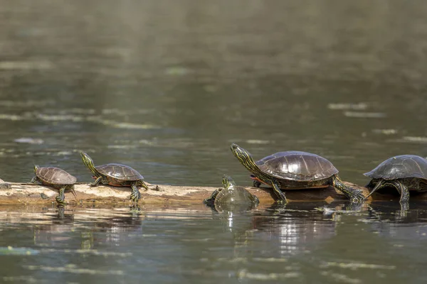 Several Painted Turtles Basking Sun Log National Elk Bison Range — Stockfoto