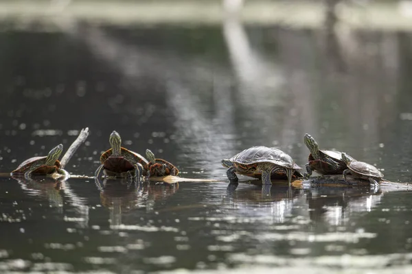 Several Painted Turtles Basking Sun Log National Elk Bison Range — Fotografia de Stock