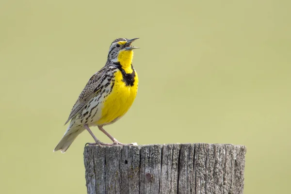A weatern meadowlark is perched on a wooden post and singing at the National Elk and Bison Range in Western Montana.