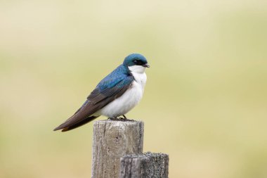 Coeur d 'Alene, Idaho yakınlarındaki tahta bir direkte küçük bir ağaç kırlangıcı duruyor..